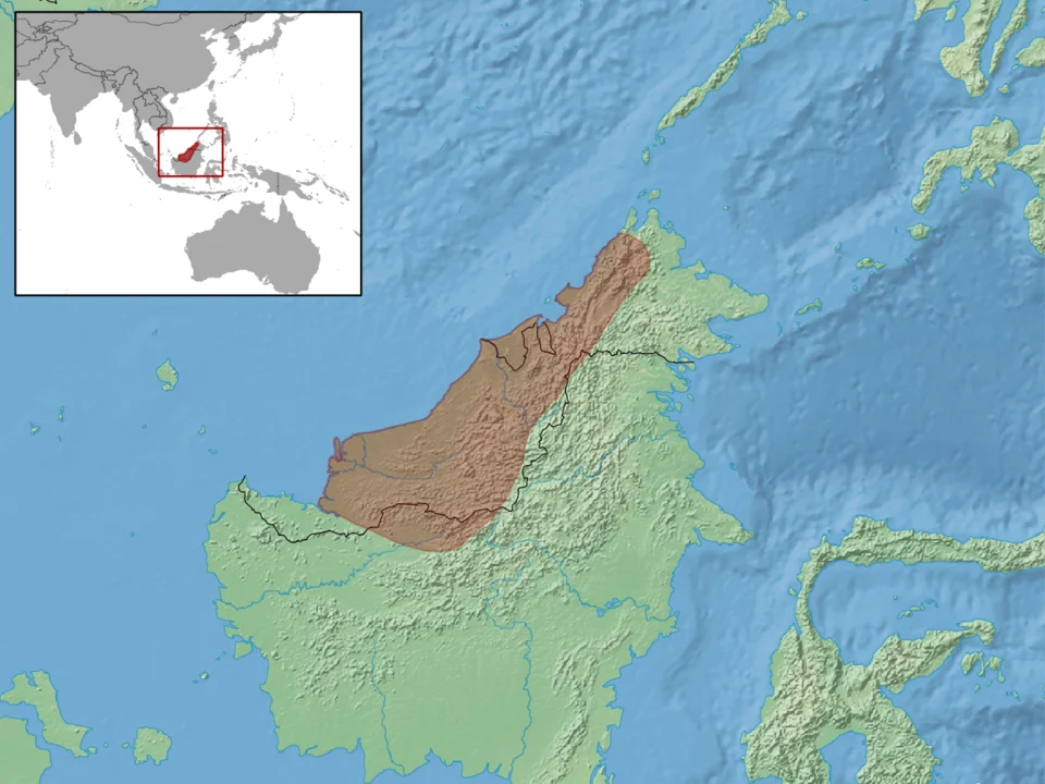 geographic distribution of Lamprolepis nieuwenhuisi (IUCN) or Lamprolepis nieuwenhuisii (RDB)