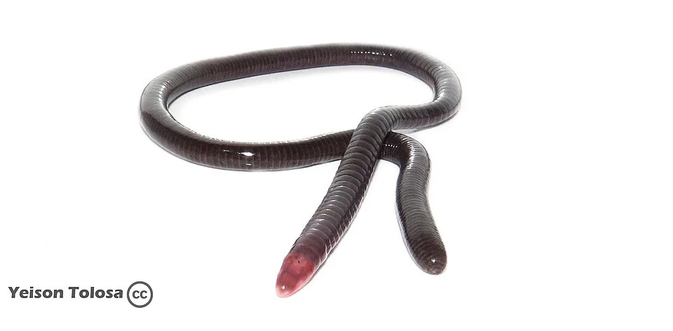 Honda Caecilian (Microcaecilia nicefori)