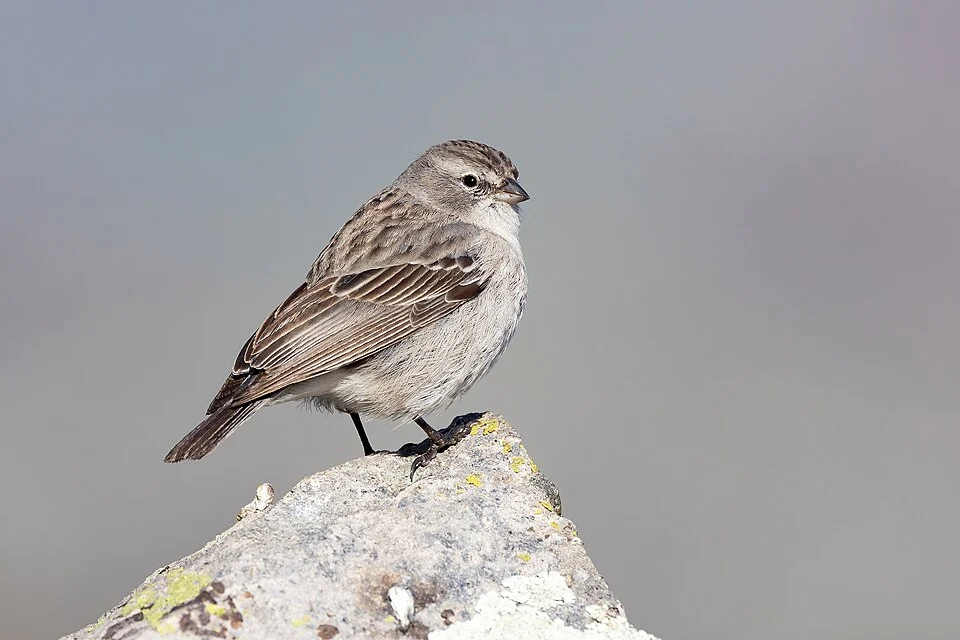 Ash-breasted Sierra-Finch (Geospizopsis plebejus) in Peru