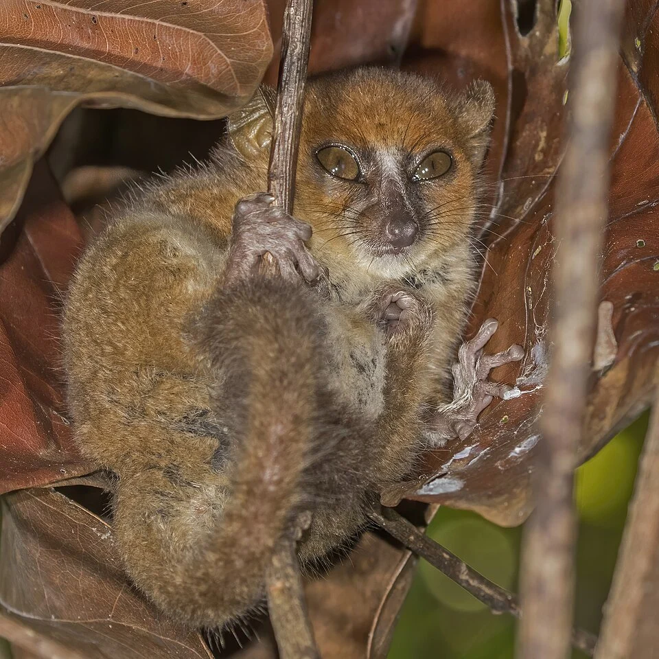 Nosy Be mouse lemur (Microcebus mamiratra), Lokobe Strict Reserve, Nosy Be, Madagascar