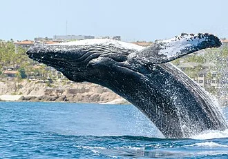 Humpback whale breaching off Cabo San Lucas, Mexico