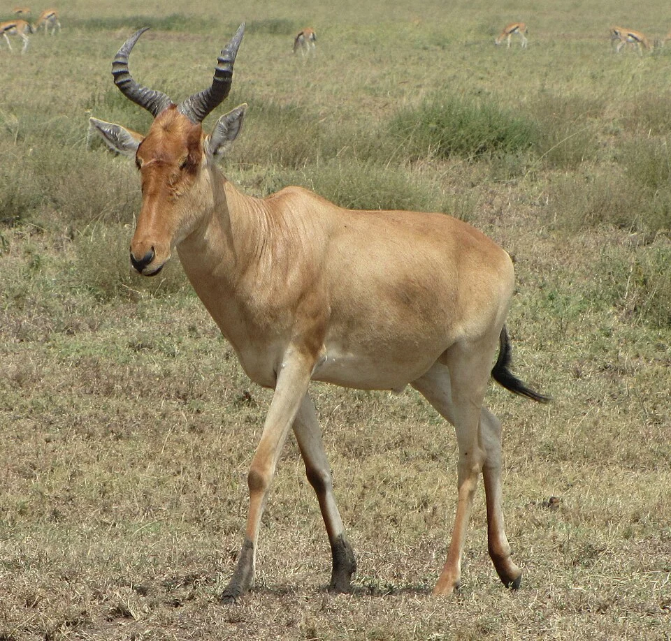 Coke's Hartebeest (Alcelaphus buselaphus cokii), Serengeti, Tanzania