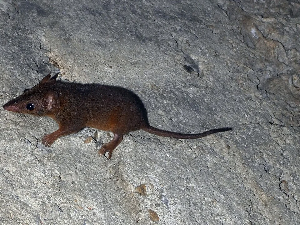 Rusty Antechinus (Antechinus adustus) in Australia