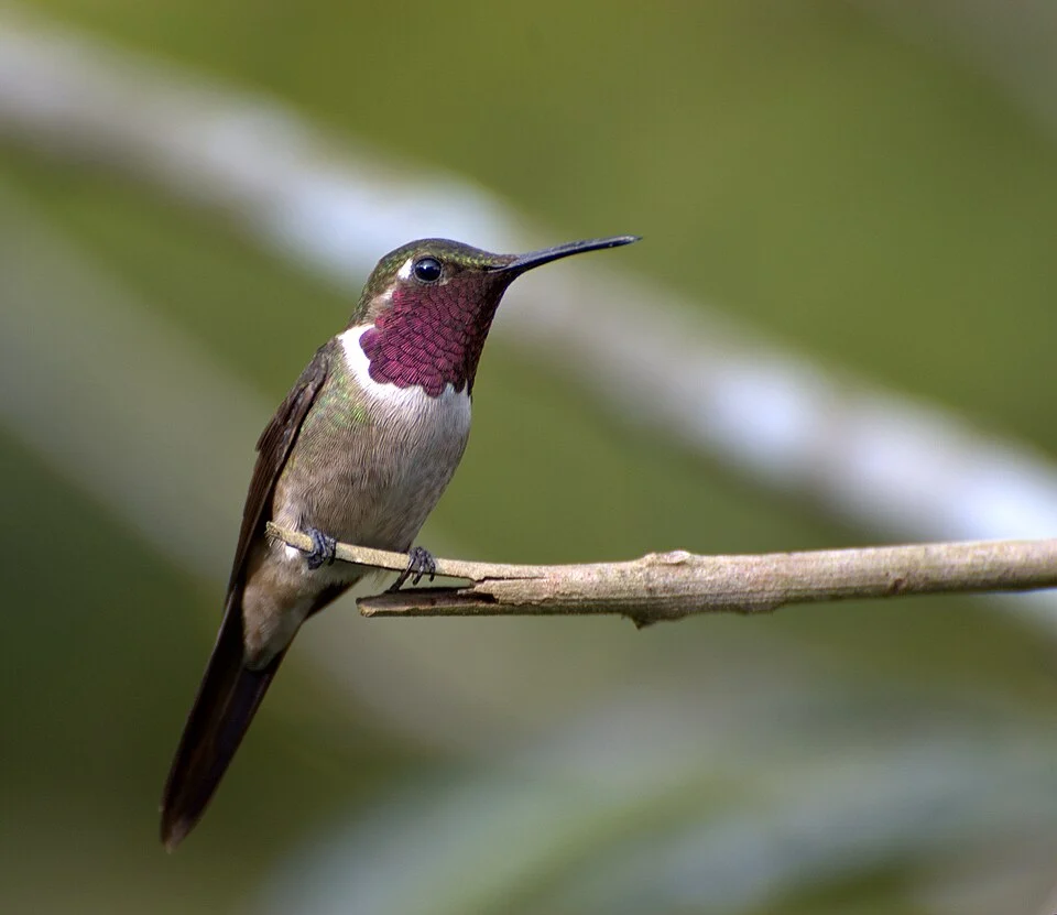 Male Amethyst Woodstar (Calliphlox amethystina) at Chácara Antonio Wuo, Mogi das Cruzes-SP (Brazil)