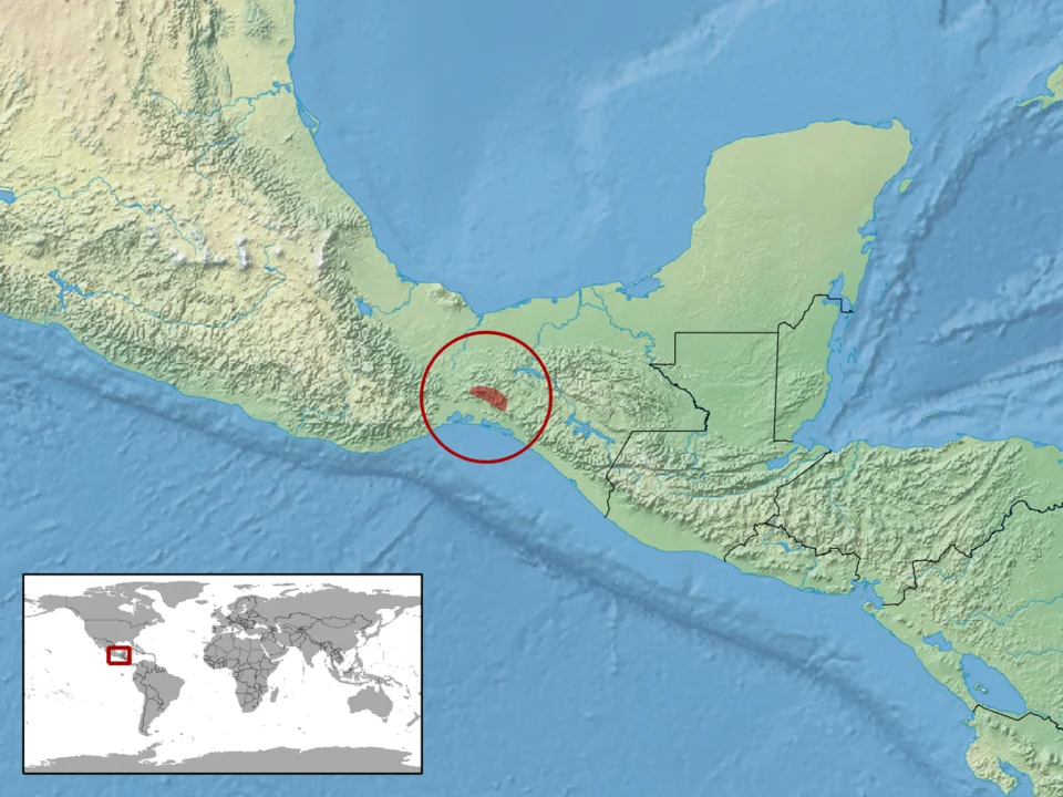 geographic distribution of Adelphicos latifasciatum (Native:
Mexico)