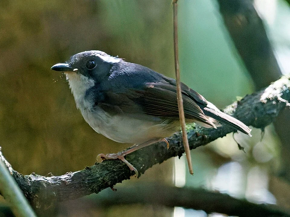 Photo of a Little Slaty Flycatcher in Samar Island National Park.