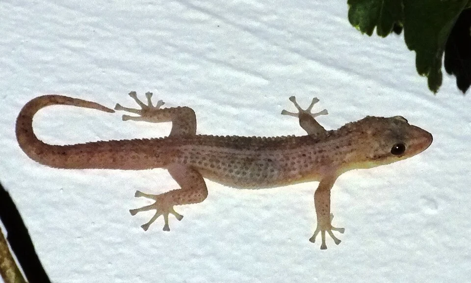 Belize Leaf-toed  Gecko (Phyllodactylus insularis)