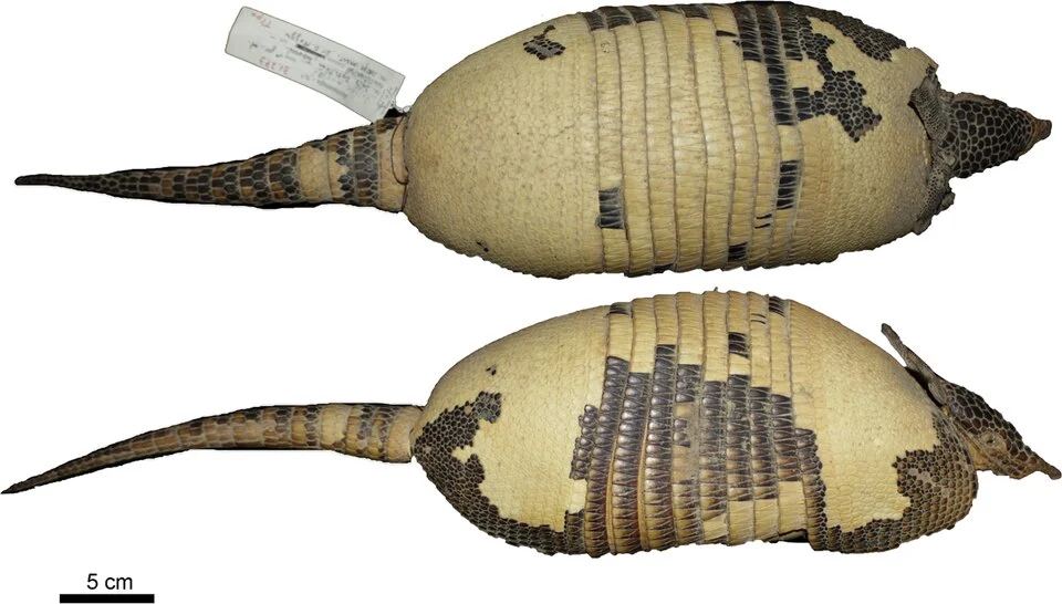 Dorsal and lateral view of the skin of the holotype of Dasypus mazzai (MACN 31.273)