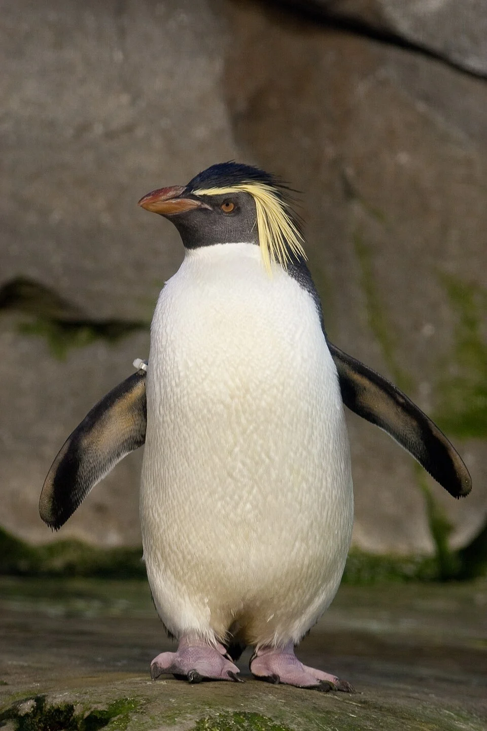 Northern Rockhopper Penguin at Berlin Zoological Garden, Germany.