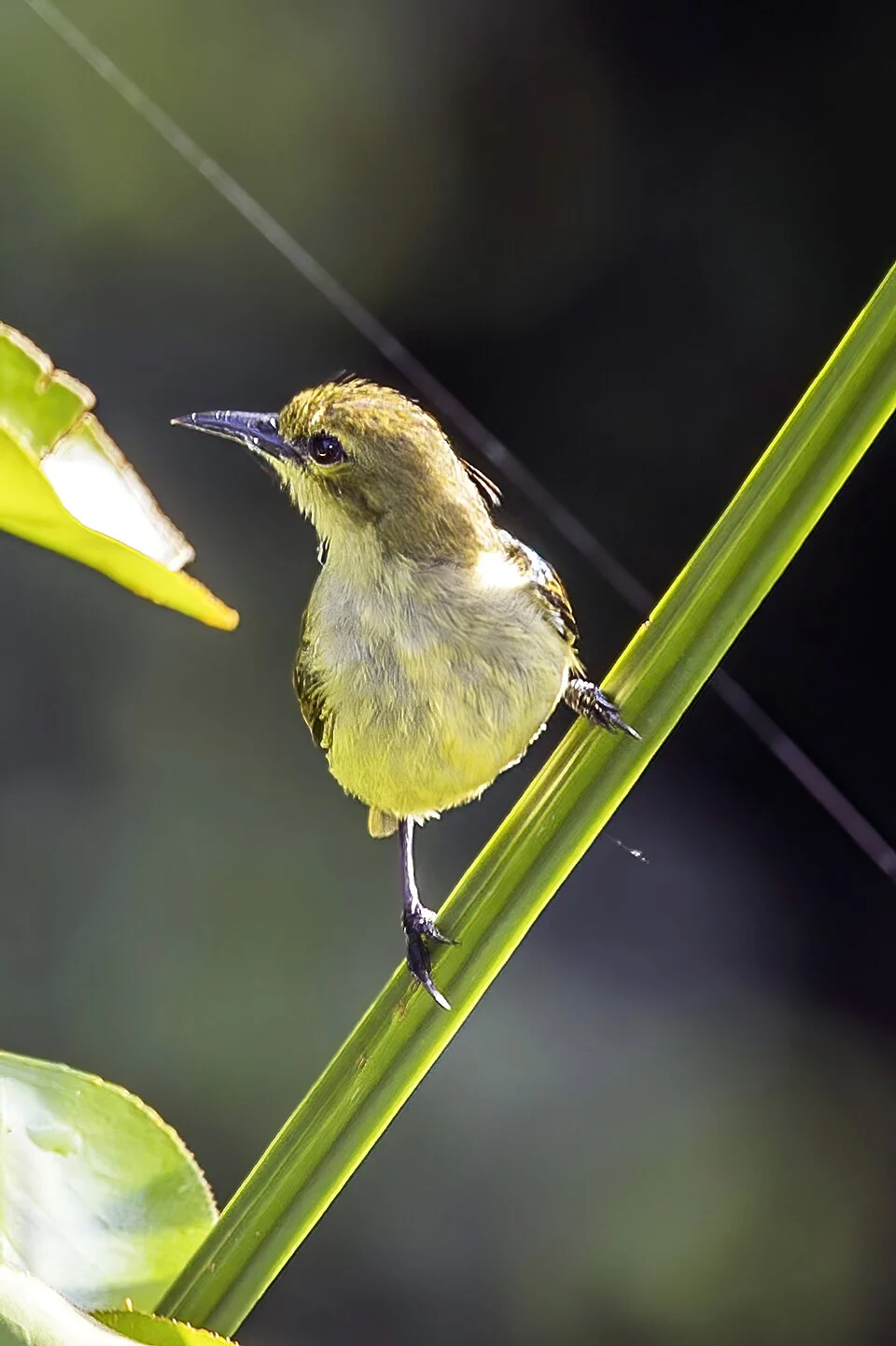 Little green sunbird (Anthreptes seimundi kruensis), Kakum National Park, Ghana. 1 of a series of 3 images.