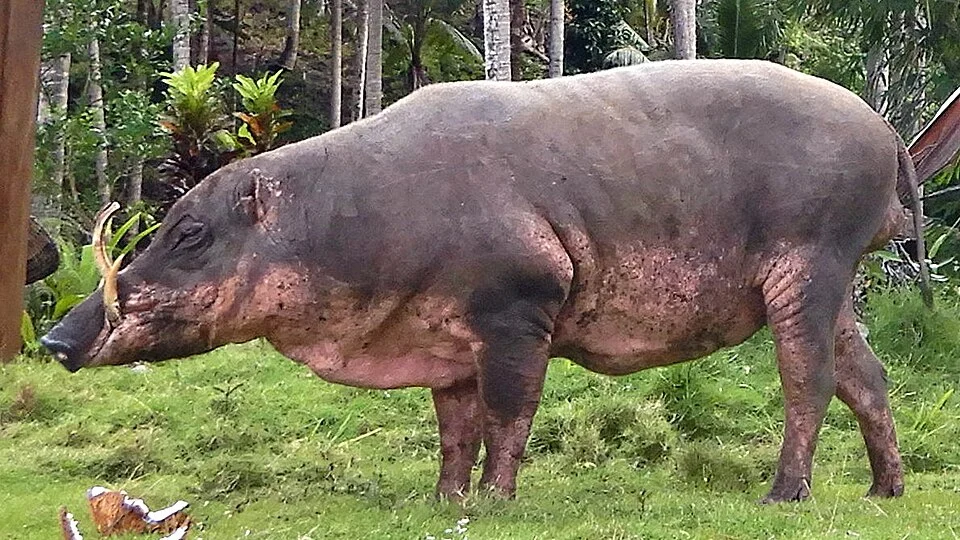 Babi rusa ini merupakan hewan endemik yang ada di kepulauan Togean. Keberadaannya yang tidak banyak semacam sinyal kuat bahwa habibatnya mulai terancam. Penduduk sekitar menaganggap dia sebagai hama, dan terus memburunya.