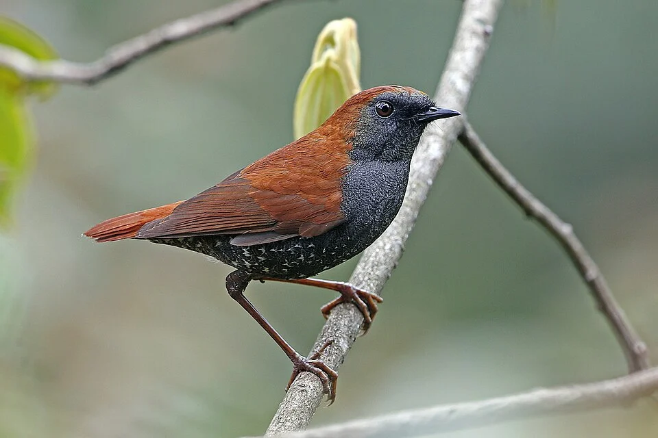 Gould's Shortwing (Heteroxenicus stellatus) in India