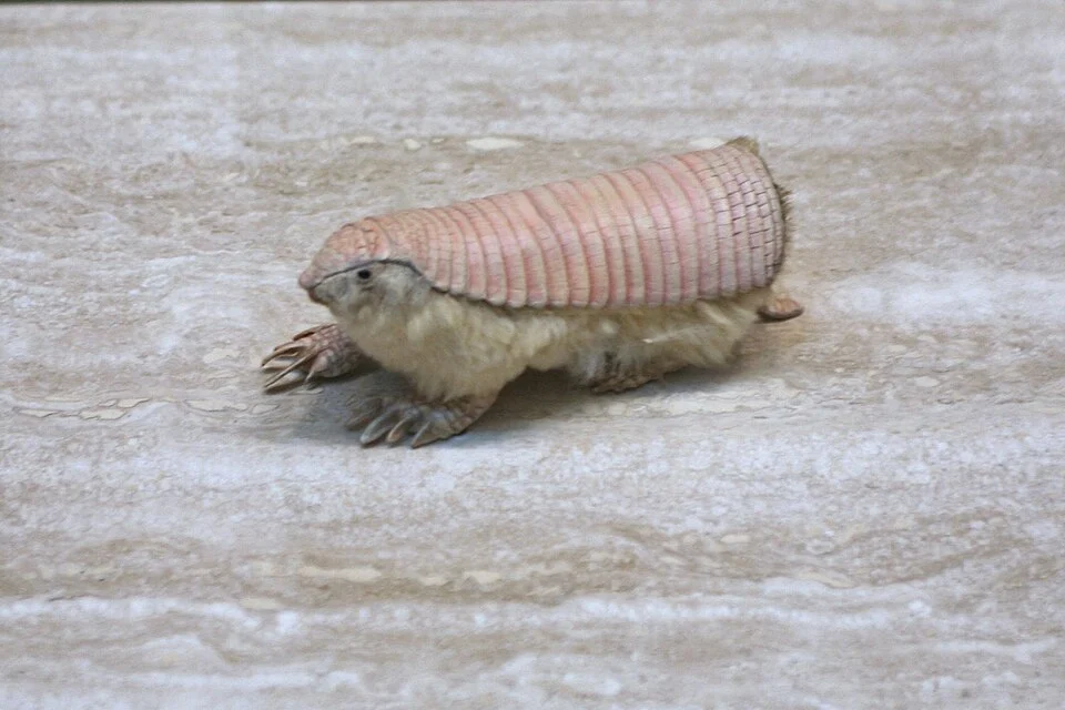 Pink fairy armadillos (or pichiciegos) are found in the warm sandy plains of Argentina.
These armadillos prefer to burrow in very dry soil. They will leave a burrow if it is moistened by rainfall. These animals often burrow near anthills, so that they can be close to their food source. The pink fairy armadillo generally lives by itself. The animals stay in their burrrows during the day and feed at night. They are remarkable diggers.
The pink fairy armadillo is the smallest member of the armadillo family, measuring only about five to six inches in length. It is also the only armadillo in which