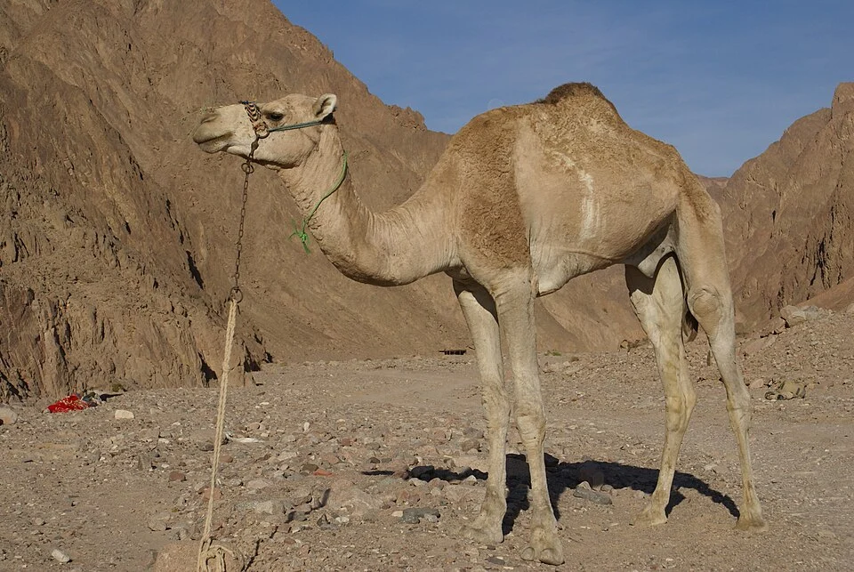 A dromedary (Camelus dromedarius) in a wadi near Nuweiba in Egypt. To limit the camel's movements and discourage it from escaping, it has been "ground tied" to a small stone. It belongs to a Bedouin from around Nuweiba.