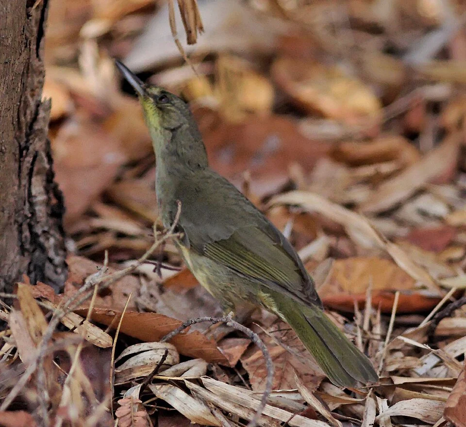 Long-billed Bernieria, syn. Long-billed Greenbul, Kirindy, Madagascar, 2005.