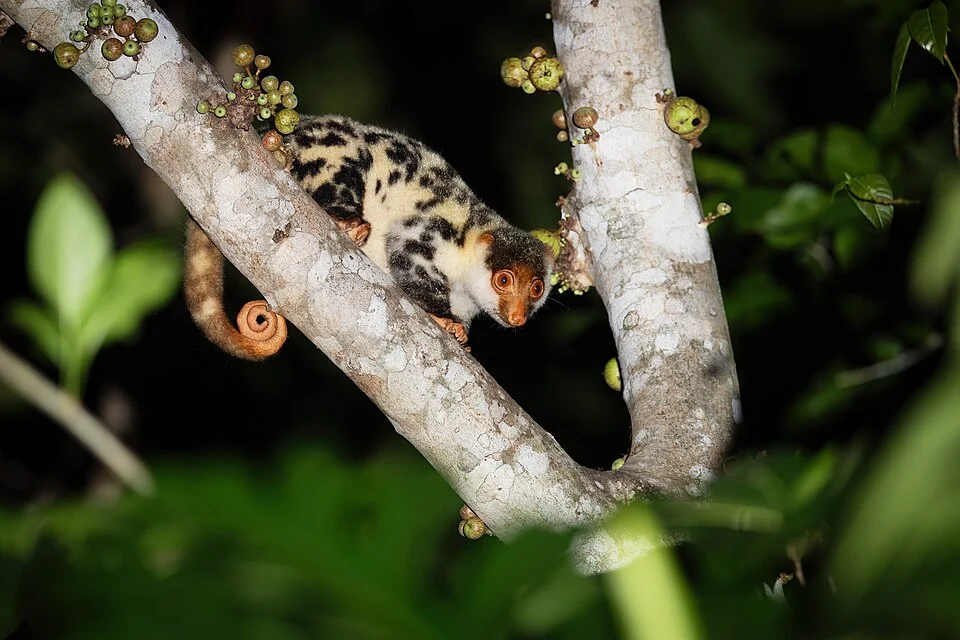 Waigeou Spotted Cuscus