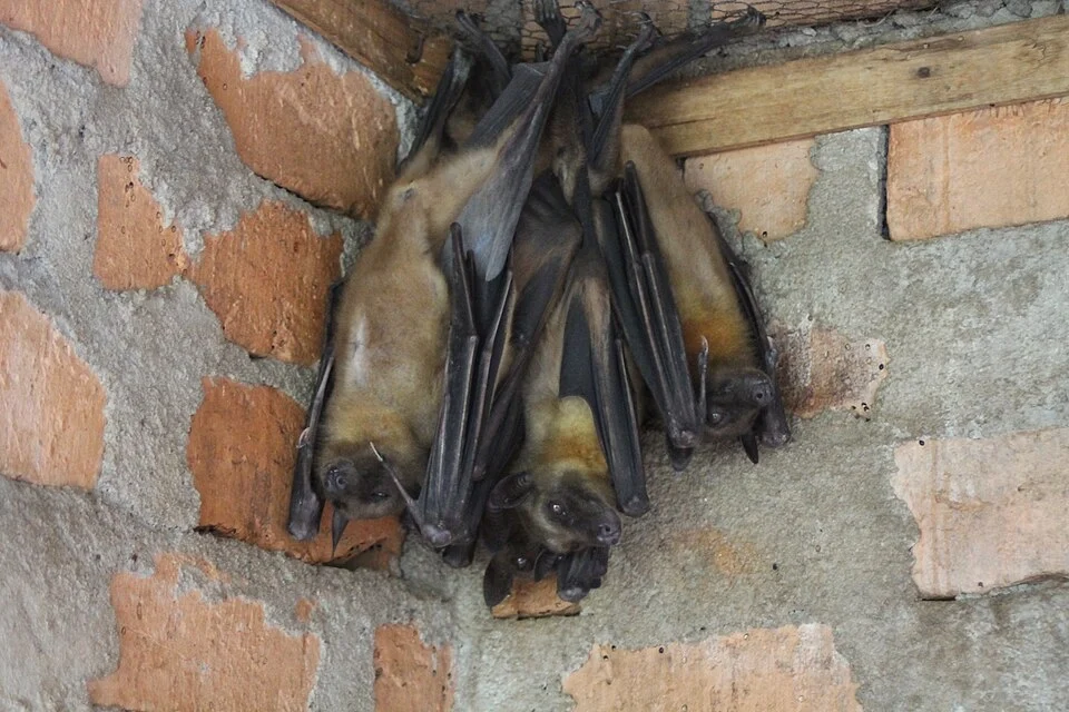 Eidolon dupreanum, Peyrieras