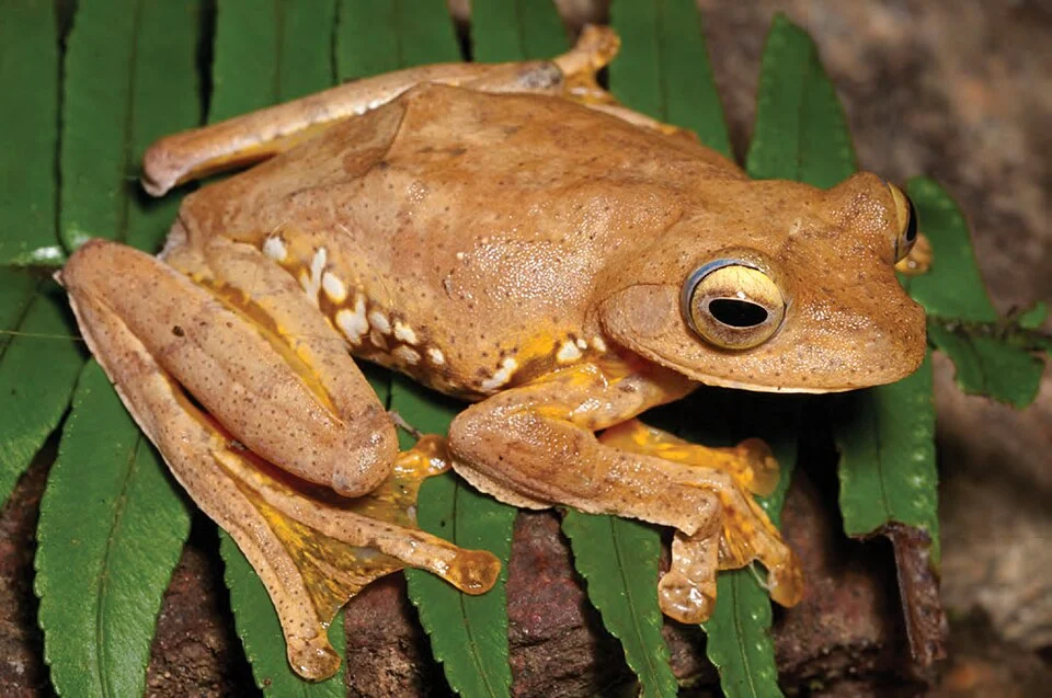 Rhacophorus pardalis female (KU 330294) from mid-elevation, Mt. Cagua. Photo: RMB.