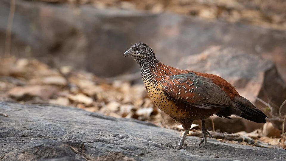 Male at Ranthambhore National Park