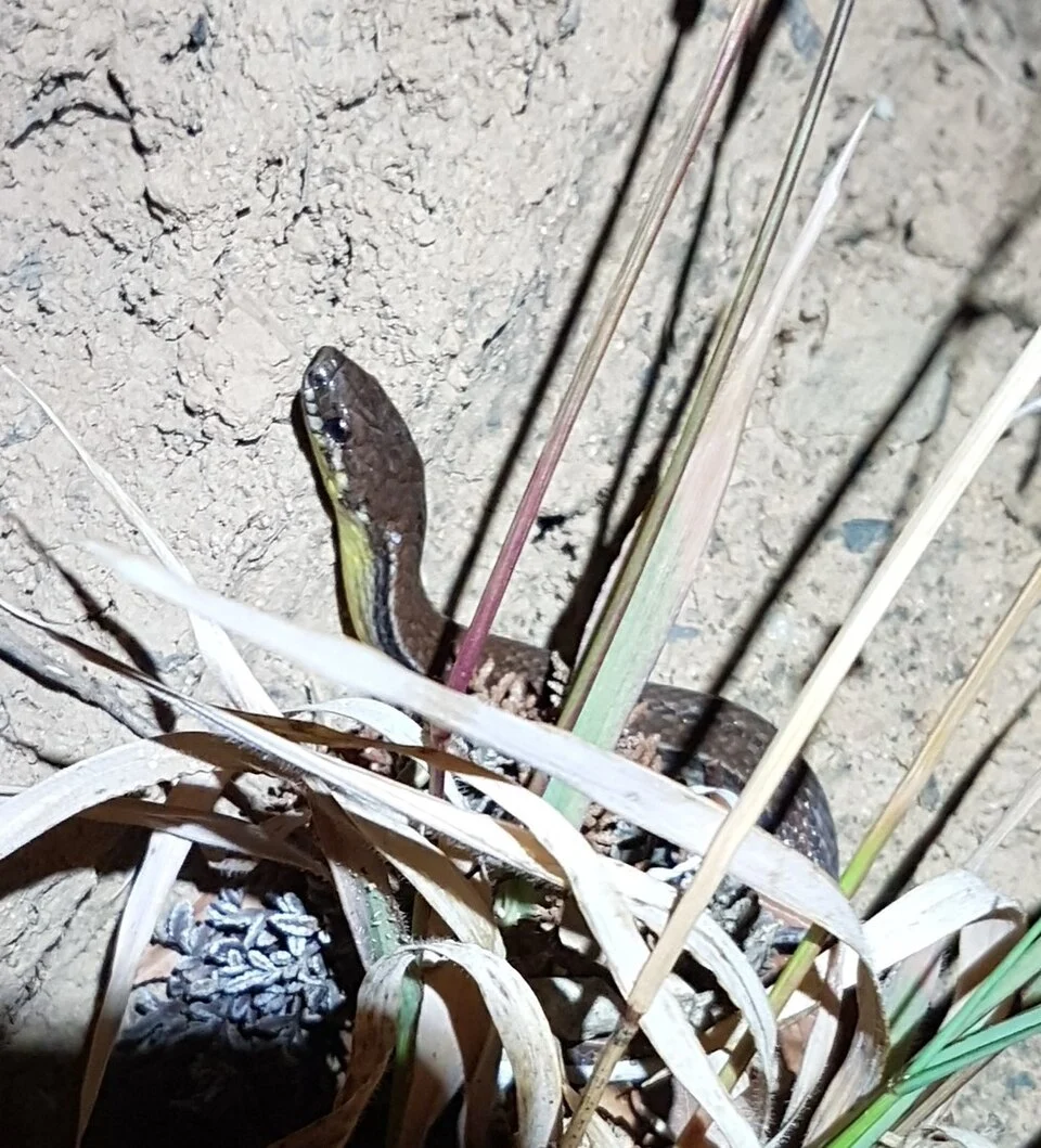 Rhadinella godmani - Godman's Graceful Brown Snake in San José, Costa Rica. Photo by iNaturalist user "anasacuta". Original iNaturalist observation here: https://www.inaturalist.org/observations/111586677