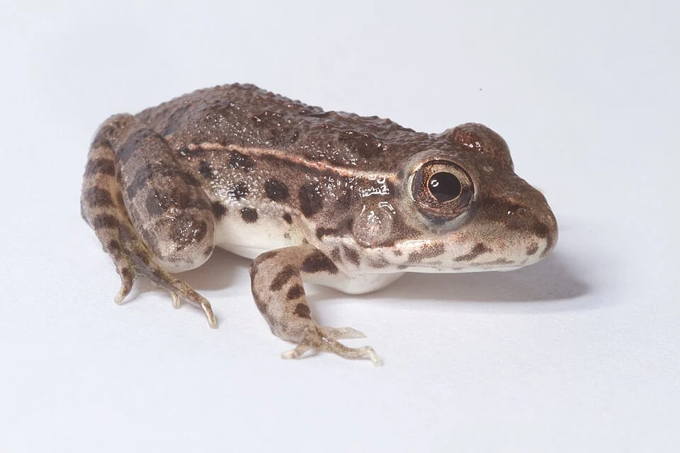 Lithobates yavapaiensis syn Rana yavapaiensis