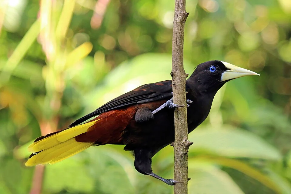 Crested oropendola (Psarocolius decumanus insularis), Trinidad