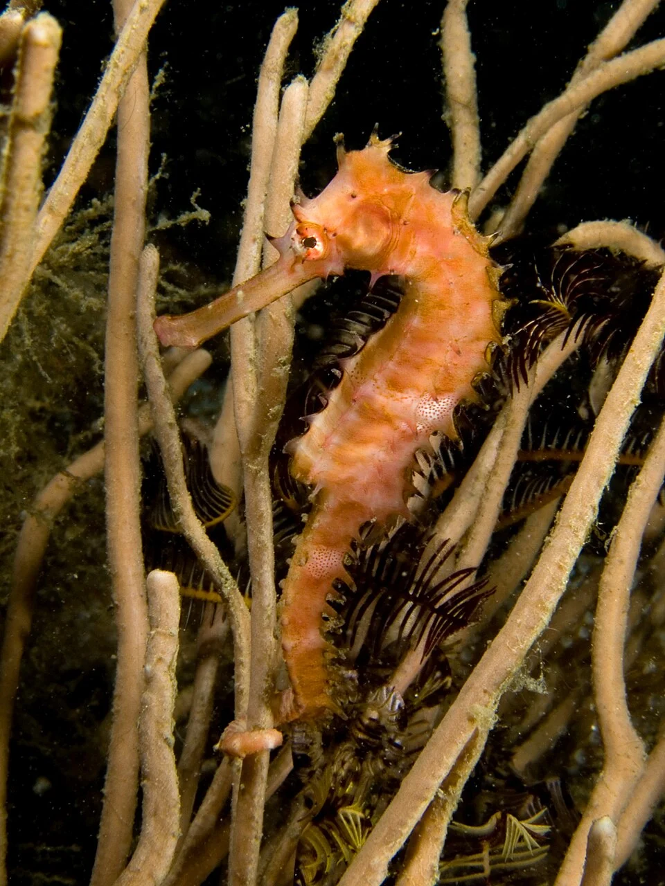 Spiny seahorse (Hippocampus histrix) from the northern coast of East Timor. This individual was very close in color to the soft coral it was hanging on to. The artificial light from the strobes brought out a hint of pink in its coloration.