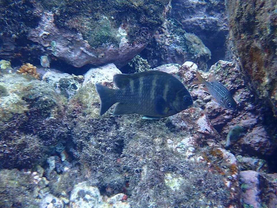 Night Sergeant (Abudefduf taurus)