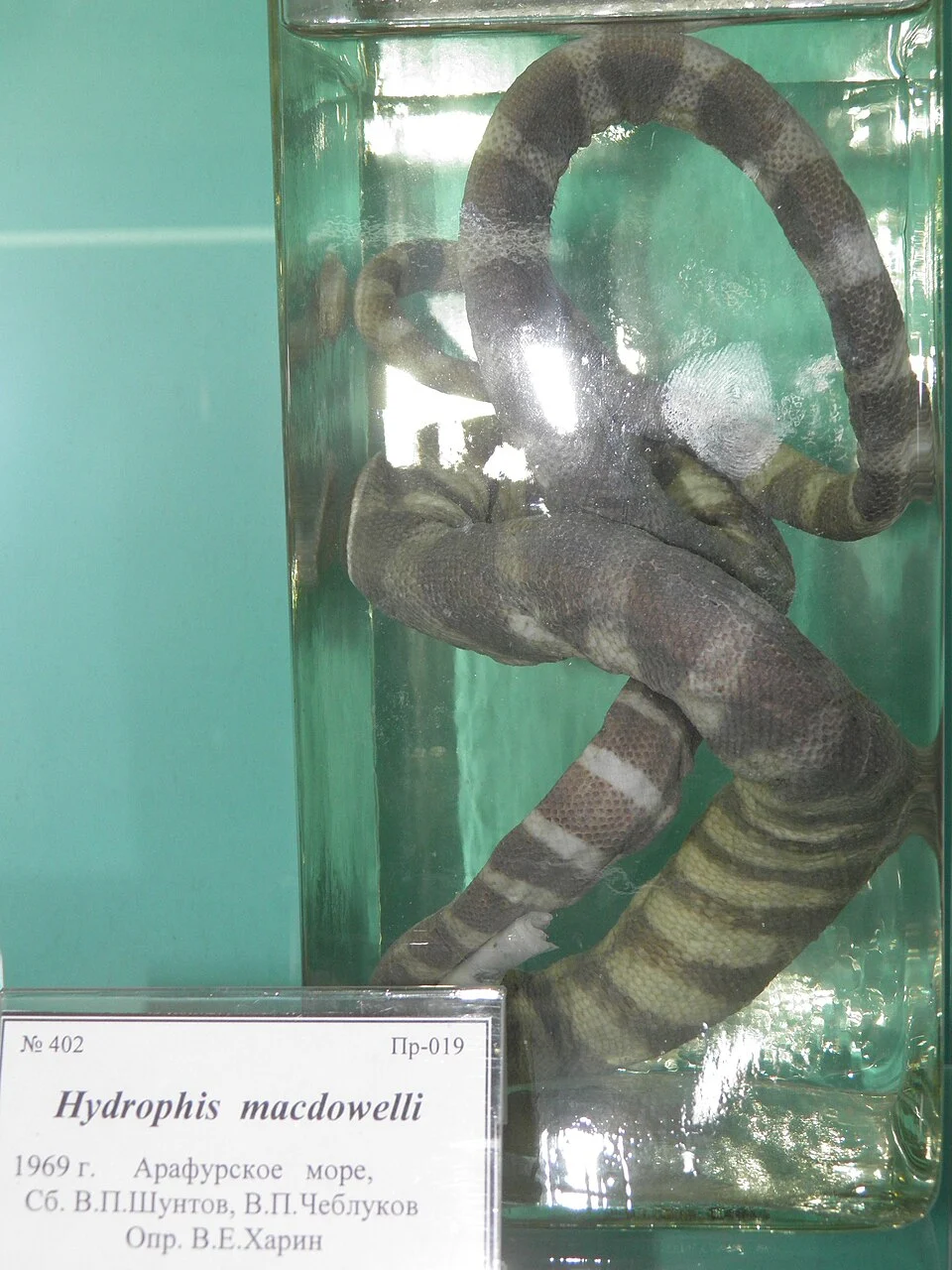Hydrophis macdowelli