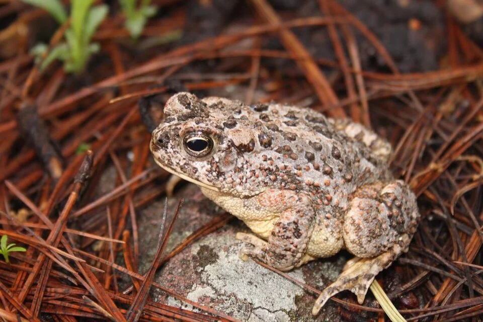 Southwestern Toad (Anaxyrus mexicanus). Species of amphibian.