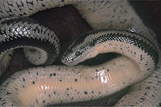 Rosy boa