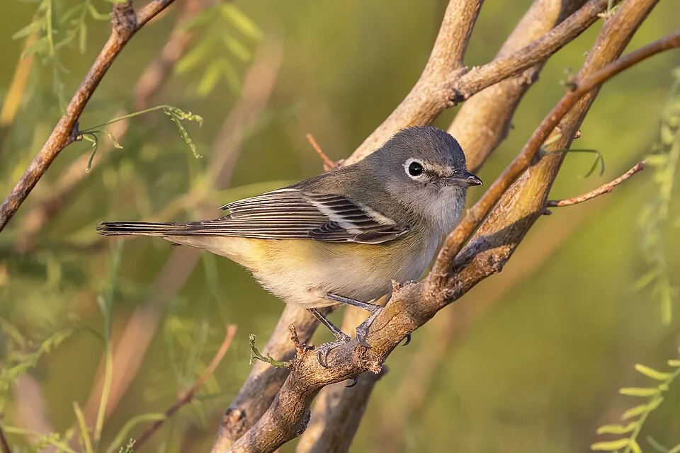 A Cassin's Vireo in Las Cruces, New Mexico