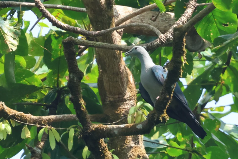 Nicobar Imperial-Pigeon Ducula nicobarica in Great Nicobar Island, Nicobars