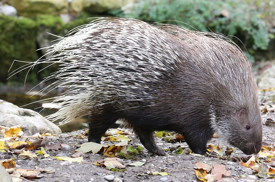 Weißschwanzstachelschwein (Hystrix indica), Tierpark Hellabrunn, München
