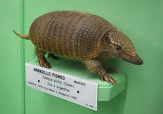 Exhibit in the Museo Civico di Storia Naturale di Genova, Via Brigata Liguria, 9, 16121, Genoa, Italy. Photography was permitted in the museum without restriction.