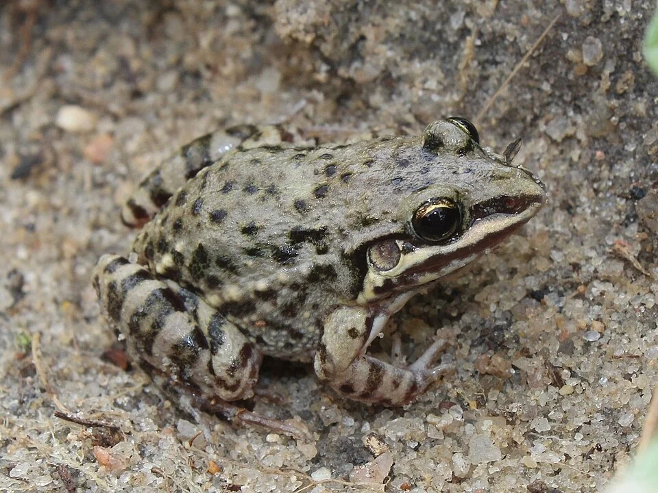 Caatinga White-lipped Frog (Leptodactylus caatingae). Species of amphibian.