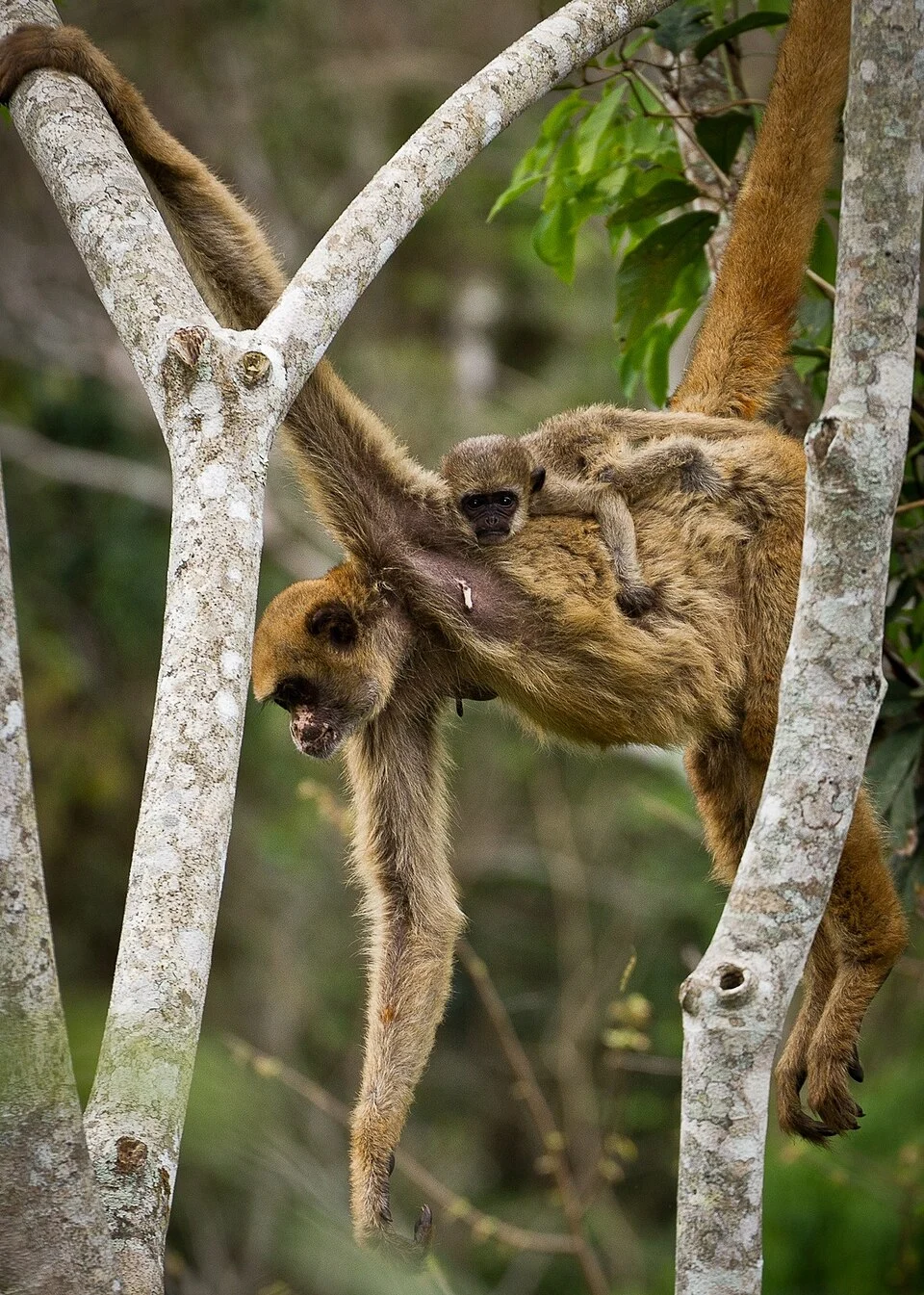 Northern Muriqui (Brachyteles hypoxanthus) in RPPN Feliciano Miguel Abdala, Caratinga, Brazil.