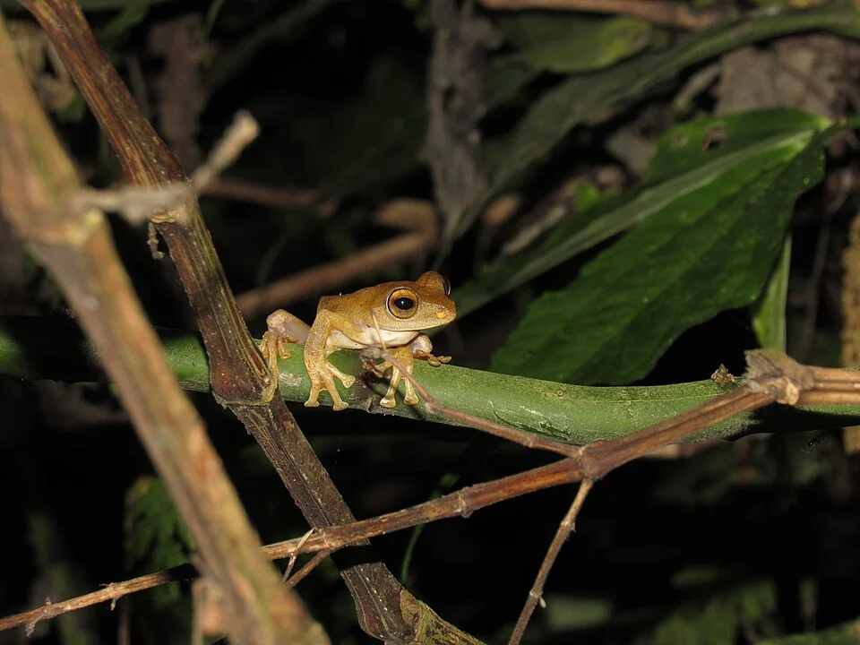 Javan Flying Frog / Rhacophorus margaritifer (Schelegel, 1837). You can find this species in Java, especially on Slamet Mountain and some highland forest in West Java, but current population trend is decreasing categories by IUCN