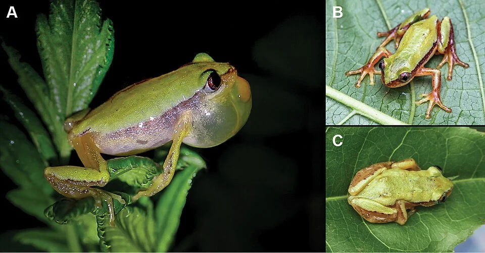 Afrixalus clarkei; calling male (A), frontal view of male (B), dorsal view of female (C).