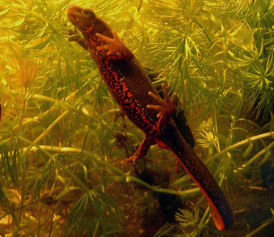Cynops pyrrhogaster female