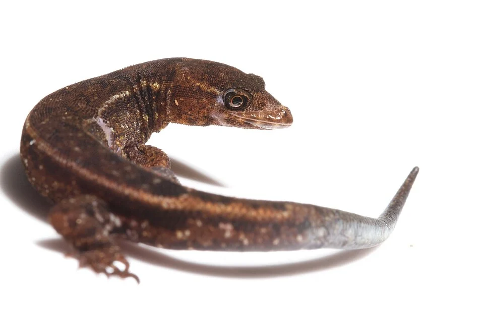 Lepidoblepharis xanthostigma. Species of gecko.