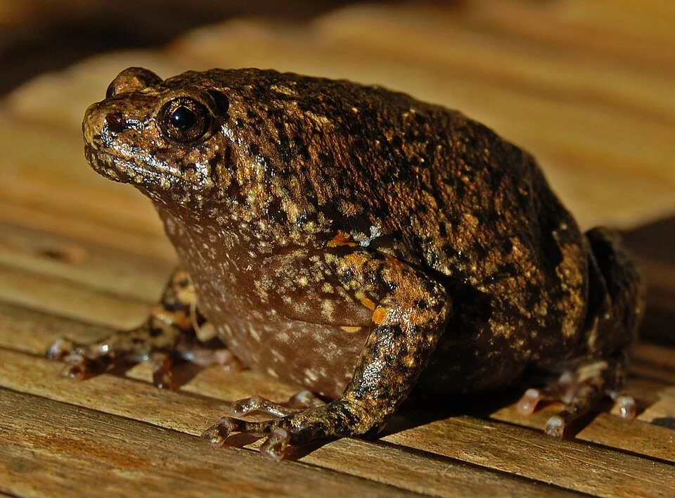 Kaloula baleata, brown bullfrog. From Gunung Betung, Lampung (south Sumatra), Indonesia
