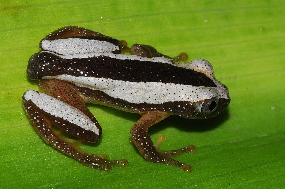 Fornasini's Spiny Reed Frog (Afrixalus fornasini) in Mozambique