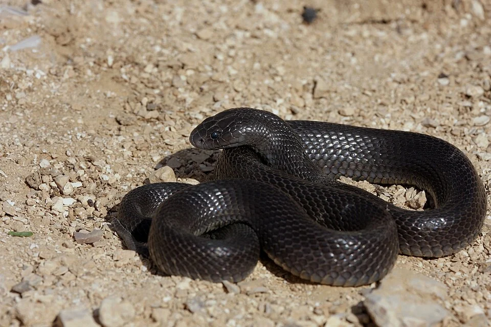 Walterinnesia is a genus of venomous elapid snake, also known as the desert black snake or black desert cobra.