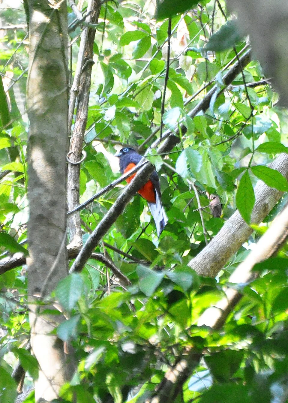 Trogon bairdii
Carara Nat. Park, Costa Rica
27-Mar-12