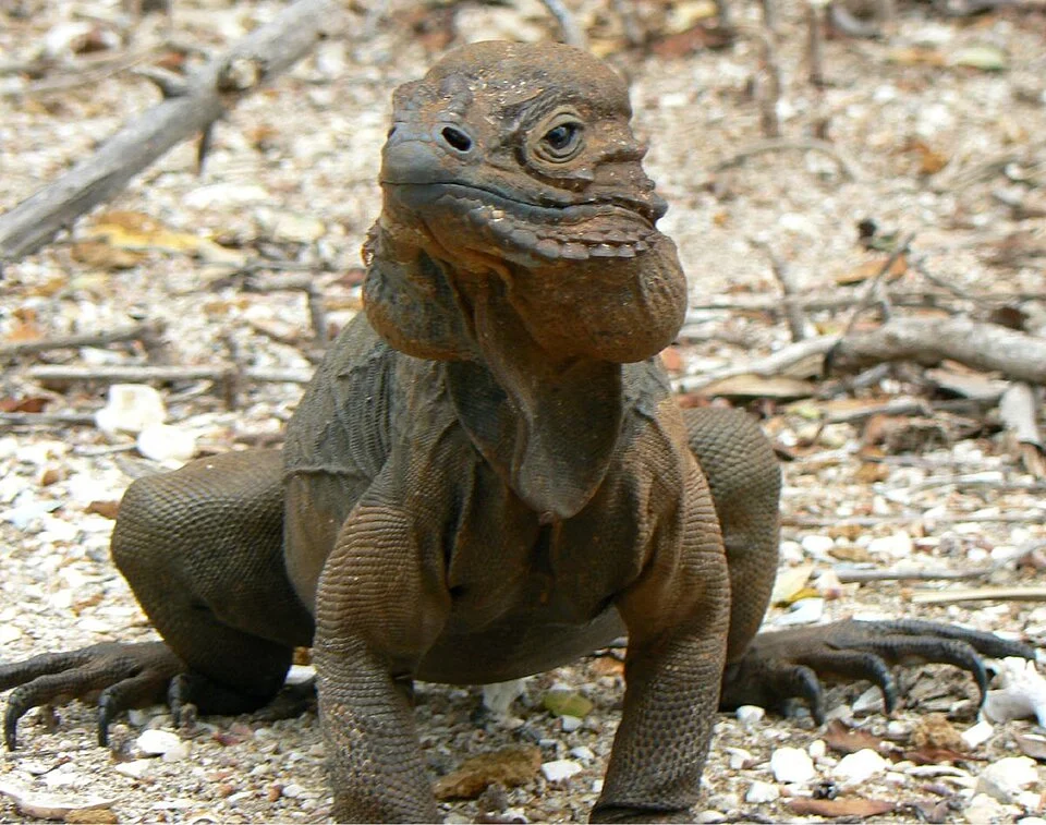 Male Rhinoceros Iguana, Pedernales Province, Dominican Republic