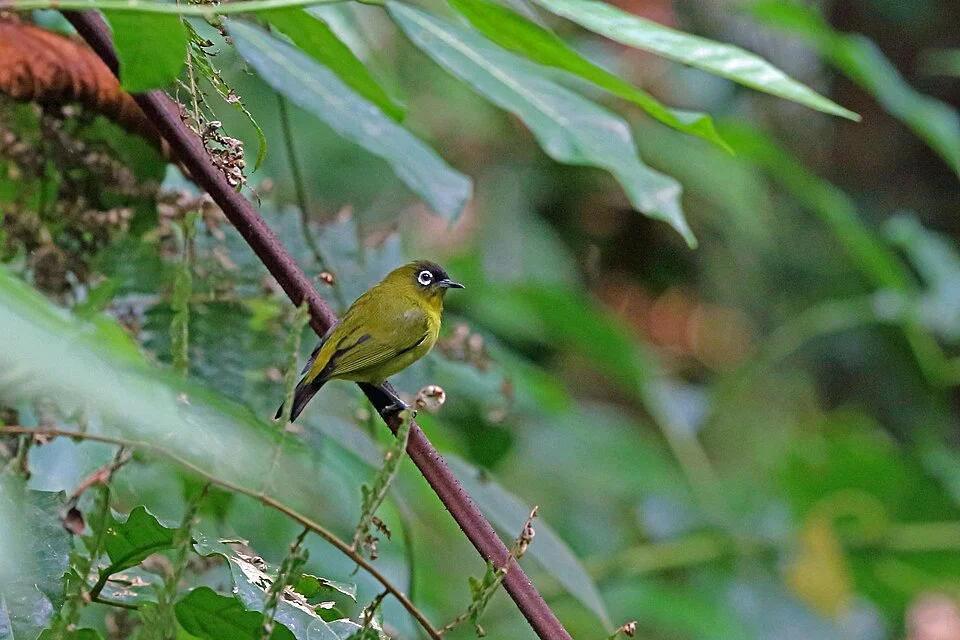 Zosterops fuscicapilla, Amsui, West Papua, Indonesia, 2015-08-23 (iNaturalist).