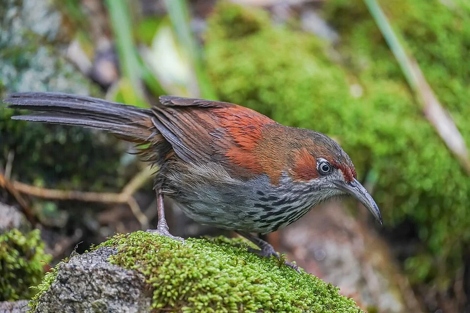 Grey-sided scimitar babbler (Erythrogenys swinhoei), photographed in Shangrao, Jiangxi, China.