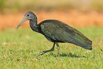 Green ibis in Parque Estadual Encontro das Águas, Brazil