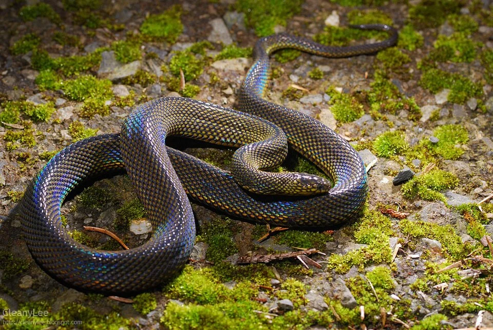 Achalinus formosanus formosanus, a Colubridae snake.